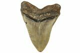 Fossil Megalodon Tooth - Huge NC Meg #328313-2